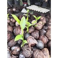 ราคา ต้น ตีนเป็ด ​ทะเล ไม้ประดับ​ ไม่เหม็น​ ดอกสวย​ ส่งต้นงอกแล้ว (14919386067)