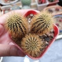 ราคา เฟเรียหนามทองไม้เมล็ด (4652465871)