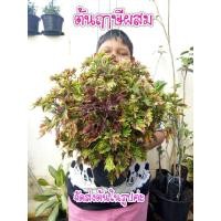 ราคา #ต้นฤาษีผสม ( ไม้ใบสวยงาม ) (5578067337)