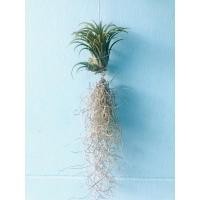 ราคา ต้นเคราฤาษี ทิลแลนเซียไม้อากาศ ไม้ประดับ (3478014471)