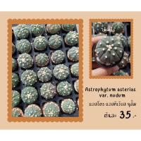 ราคา Astrophytum asterias var.nudum (แอสโตร แอสทีเรียส นูดั้ม) ต้นละ 35 บาท (24706417378)