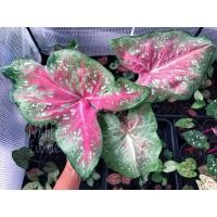 ราคา บอนสี ขุนไกรราคาพิเศษค่ะ กถ3”ไม้เก่าน่าสะสมมากๆค่ะ (15949350319)