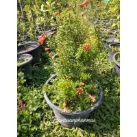 ราคา ต้นทับทิมแคระ กระถาง8นิ้ว (25860574552)