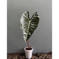 ราคา สตูลดำ บอนดำสตูล อะโลคาเซียแบล็คสตูล (Alocasia Black Satun) ส่งแบบเหง้า (8491477026)