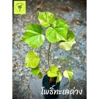 ราคา ต้นโพธิ์ทะเลด่าง (ต้นโพธิ์ 7 สี) (15705491305)