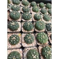 ราคา กระบองเพชร,แคคตัส,cactus (16983047046)