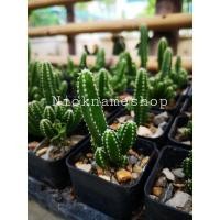 ราคา ต้นปราสาทนางฟ้า หรือคอนโดนางฟ้า (13637388800)