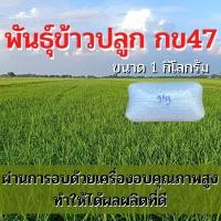 ราคา พันธุ์ข้าวปลูก กข47 เมล็ดพันธุ์ ข้าวปลูก กข47 พันธุ์ข้าว กข.47 ( 1 กิโลกรัม ) (17261812381)