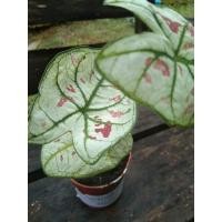 ราคา บอนสี ไทยนิยม (13613766700)