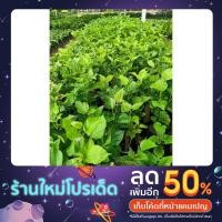 ราคา มัลเบอรี่หรือต้นหม่อนเสียบยอด (21208415288)