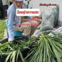 ราคา หญ้าหวานอิสราเอล500กรัมใบหญ้าหวานสด ปลอดสารพิษ หญ้าสำหรับกระต่ายเต่าหนู (27701595484)