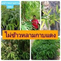 ราคา ต้นพันธุ์ไผ่ข้าวหลามกาบแดง จัดชุด 2 ต้น 130 บาท เพาะเมล็ด ต้นแข็งแรง โตไว 2 ปีใช้ลำได้ (6234660461)