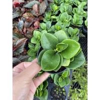 ราคา หยกนำโชค ต้นหยกนำใชค ไม้มงคลหายาก กำลังฮิต ขั้นต่ำ 2 ต้นค่ะ (9665931723)