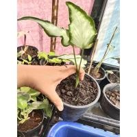 ราคา กวนอิมบอนสีกระถาง6นิ้ว (11159972689)