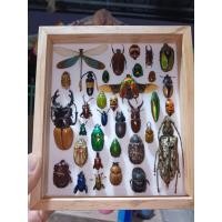 ราคา แมลงสต๊าฟ ผีเสื้อสต๊าฟ งานไอเดีย แมลงเพื่อการศึกษา กรอบไม้ กล่องแมลง ของแต่งบ้าน ของสะสม ผลิตและจัดจำหน่าย (23936397713)