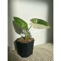 ราคา • บอนกระดาดด่างขาว • (13250225999)