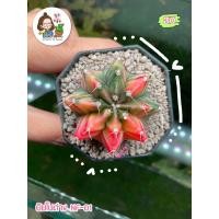 ราคา ยิมโนด่างชมพูเขียว NF-01 (25359426253)