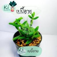 ราคา ต้นเบบี้อาย ต้นไม้มงคล ต้นไม้จิ๋ว (15851820300)