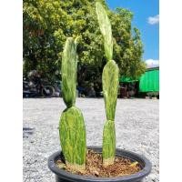 ราคา E8- เสมาด่าง 1 ต้น # ตอด่าง เสมา โอพันเทีย โอพันเทียด่าง opantia​ Cactus แคคตัส กระบองเพชร ไม้อวบน้ำ ไม้กราฟ ราคาถูก​ (11417227211)