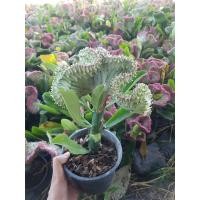 ราคา ต้นหยกเสริมโชค ต้นส้มเช้า ต้นหยก หยกนำโชค Crested ต้นส้มเช้า ต้นหยก หยกนำโชค Crested Euphorbia หยกนำโชค ต้นไม้มงคล (3241871437)