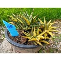 ราคา ม้าเวียนด่าง Haworthia limifolia ฟอร์มกอในกระถาง 8 นิ้ว (13715805118)