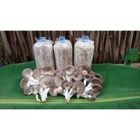 ราคา ก้อนเห็ดนางฟ้าภูฏานเชื้อหนักออกได้นาน(มีของพร้อมส่ง) (10603762968)