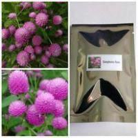 ราคา เมล็ดดอกบานไม่รู้โรยชมพูแท้ดอกสามารถใช้ทำดอกไม้ประดิษฐ์ และในหมู่เกาะชวาใช้เป็นอาหารจำพวกผักชนิดหนึ่ง (8658377593)