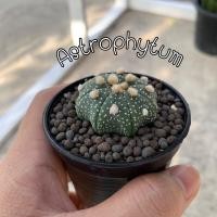 ราคา แอสโตร แอสโตรไฟตัม Astrophytum กระบองเพชรแอสโตรไฟตัม จัดส่งทั้งกระถาง (7097103536)