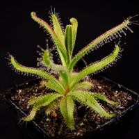 ราคา [ส่งได้ ส-อา] เมล็ดพืชกินแมลง หยาดน้ำค้าง drosera cistiflora 15+ เมล็ด (23960272591)