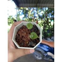 ราคา เบบี้นางไหม บอนสีนางไหม (13722329844)