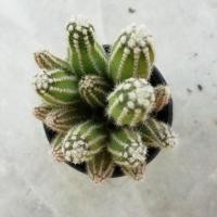 ราคา Cactus อิชินอป กอ น่ารักๆ กระถาง 2 นิ้ว (557892103)