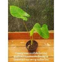 ราคา ว่านพญาจงอาง ต้นเเท้เดิมโบราณ (12751005798)