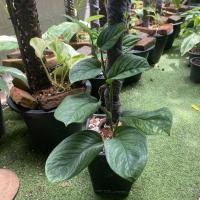 ราคา สยามมอนสเตอร่า Monstera Pinnatipartita/Saim monstera มอนสเตอร่า ไม้ฟอกอากาศ​ ไม้สะสมไม้เลื้อยแปลงร่างได้ (8483937711)