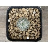 ราคา Mammillaria Lenta ไม้เมล็ด (7667411371)