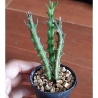 ราคา กระบองเพชรเก๋งจีน (7604502619)