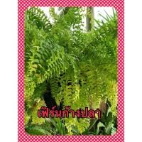 ราคา เฟิร์นก้างปลา Nephrolepis cordifolia ขายเป็นกำ (9558816538)