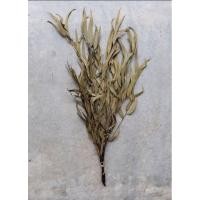 ราคา ช่อใบเมล็ดยูคาลิปตัสแห้งธรรมชาติสำหรับตกแต่ง (24678344523)