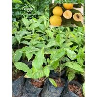 ราคา ต้นอะบิว ต้นเอบิว ผลสีเหลือง ต้นเพาะเมล็ด ขนาด 20 เซน เสียหายเคลมฟรี (23866505306)