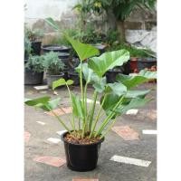 ราคา ต้นฟิโลหูช้าง ฟิโลเดนดรอน หูช้าง Philodendron sp (3548590831)