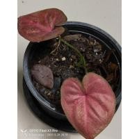 ราคา จอมทัพบอนสีไทยแท้กัดสีแดงสดทั้งใบแล้วตามรูปส่งต้นจริงในรูป (12225649213)