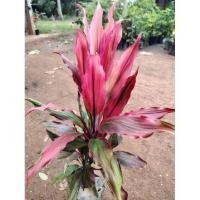 ราคา ต้นหมากผู้หมากเมีย พันธุ์เพชรน้ำหนึ่ง ใบสีชมพูอมแดงนิดสวยมาก ไม้มงคล ปลูกเสริมบารมี ต้นพร้อมปลูก สูง 50-60ซ.ม (27756968413)