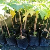 ราคา มะละกอ พันธุ์สีทอง ปลูกง่ายโตไว (4503003529)