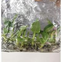 ราคา กล้วยหอมแคระ(ถุง8ต้น) (3078515196)