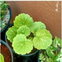 ราคา บีโกเนีย ต้นหูเสือ ใบสตอเบอรี่ ใบหูเสือ ต้นไม้มงคล ของชำร่วย (10478400354)