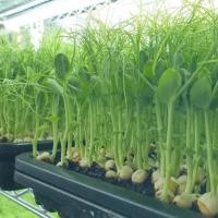 ราคา เมล็ดโต้วเหมี่ยว (ต้นอ่อนถั่วลันเตา) 1 kg (3977841444)