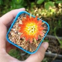 ราคา Cactus Lobivia Sunset โลบิเวีย ซันเซ็ท ดอกสีเหลืองแดง ในกระถาง 2" (3939380309)