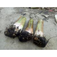 ราคา (ส่งตรงจากสวนกล้วยที่ดีที่สุด) หน่อกล้วยน้ำว้ายักษ์ กล้วยพระเทพ กล้วยพระราชทาน หน่อใหญ่ อวบ คุณภาพจากสวนราชินี (14468094932)