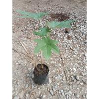 ราคา ต้นพันธุ์ ละหุ่ง พร้อมปลูก ในถุงดำ 39บาท สมุนไพร เมล็ด สกัดน้ำมันได้ ใช้มากในอุตสาหกรรม การผลิตน้ำมันหล่อลื่น สี (29371284191)