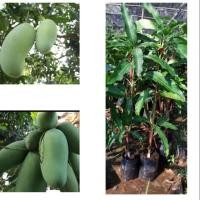 ราคา มะม่วงมันขุนศรีกิ่งทาบขนาด70ซม.(1ต้น) (3911313677)