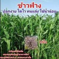 ราคา #เมล็ดหญ้าข้าวฟ่าง 1กก #ข้าวฟ่าง #ข้าวฟ่างเลี้ยงสัต์ว #เกรียงศักดิ์เมล็ดและท่อนพันธุ์หญ้าอาหารสัตว์ (7695884332)